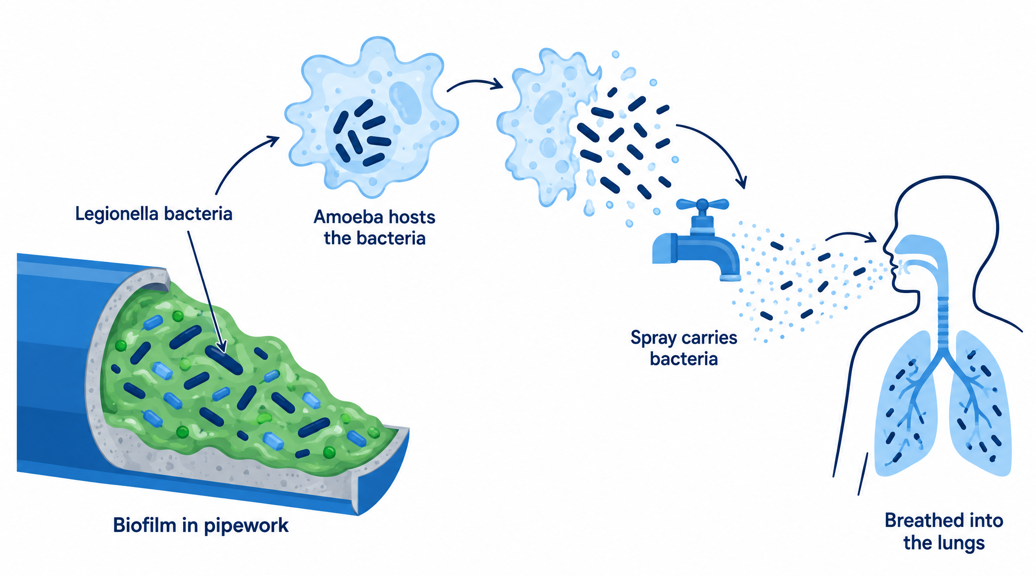 Diagram showing Legionella bacteria growing in pipe biofilm, multiplying inside amoebae, and carried in tap spray into the lungs